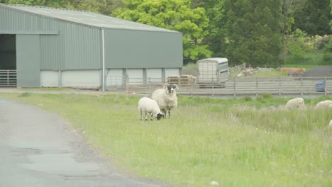 Flock-of-Sheep-and-lambs-grazing-on-grass-near-farm-buildings