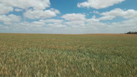wheat field at southern district kibbutz in israel state
