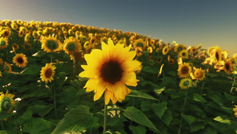 sunflower field during the sunset