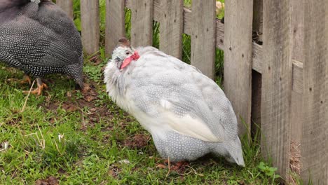 guinea fowls interacting near a wooden fence