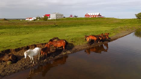 xplore the serene beauty of iceland as wild horses traverse picturesque fields, all seen from a stunning aerial viewpoint.