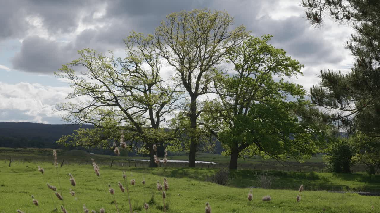 Magnificent trees in lush countryside