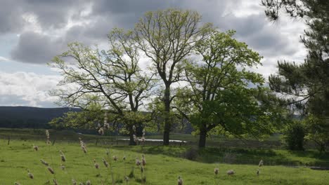 magnificent trees in lush countryside