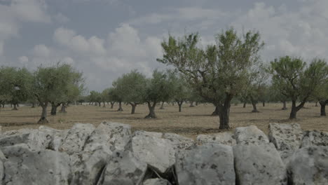 agricultural landscape in puglia italy