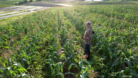 vista aérea de un agricultor que inspecciona los cultivos de maíz al atardecer usando una tableta en el campo