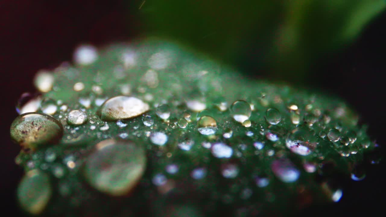 gotas de rocío en una hoja