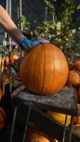 persona que sostiene una calabaza