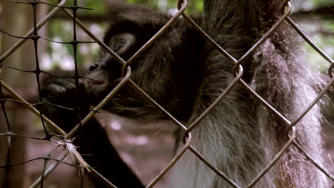 Monos-Araña-En-Una-Jaula-En-Medio-De-La-Selva-En-El-Sur-De-México