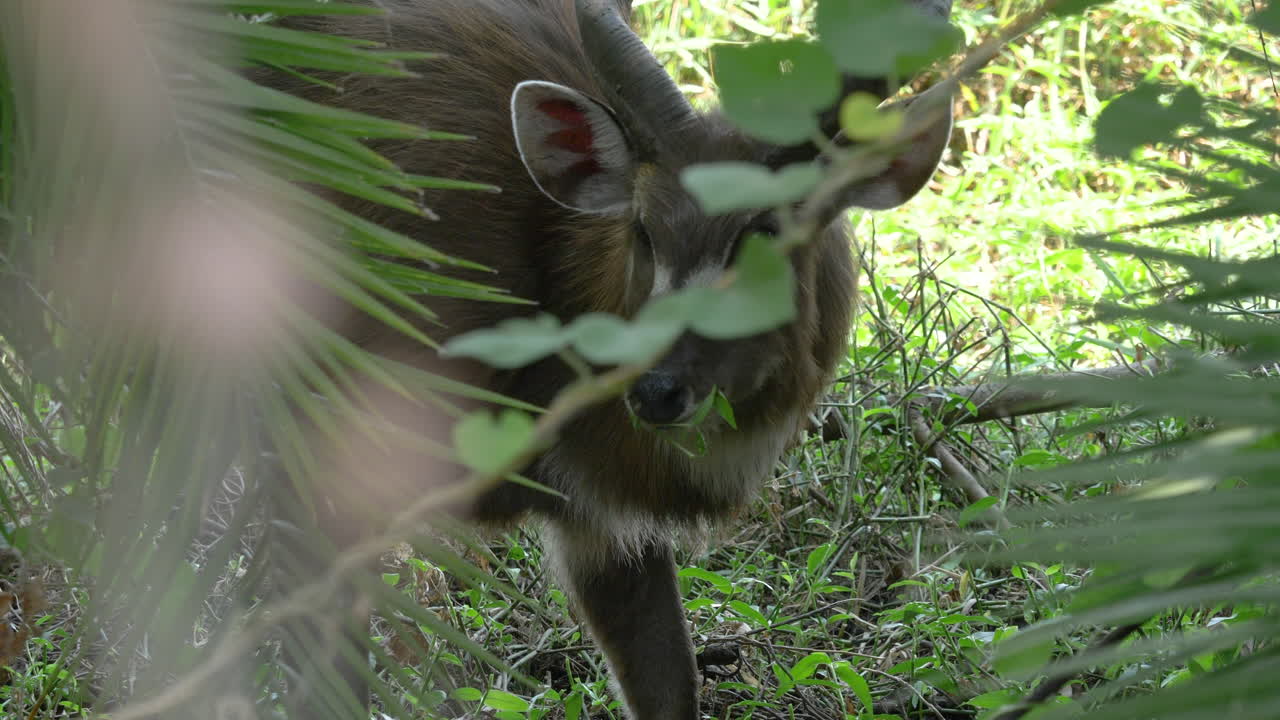 antílope levantando la cabeza y vigilando a los depredadores, mientras pasta pacíficamente en el bosque, enfoque selectivo