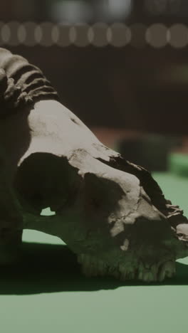 closeup of an animal skull on a green surface