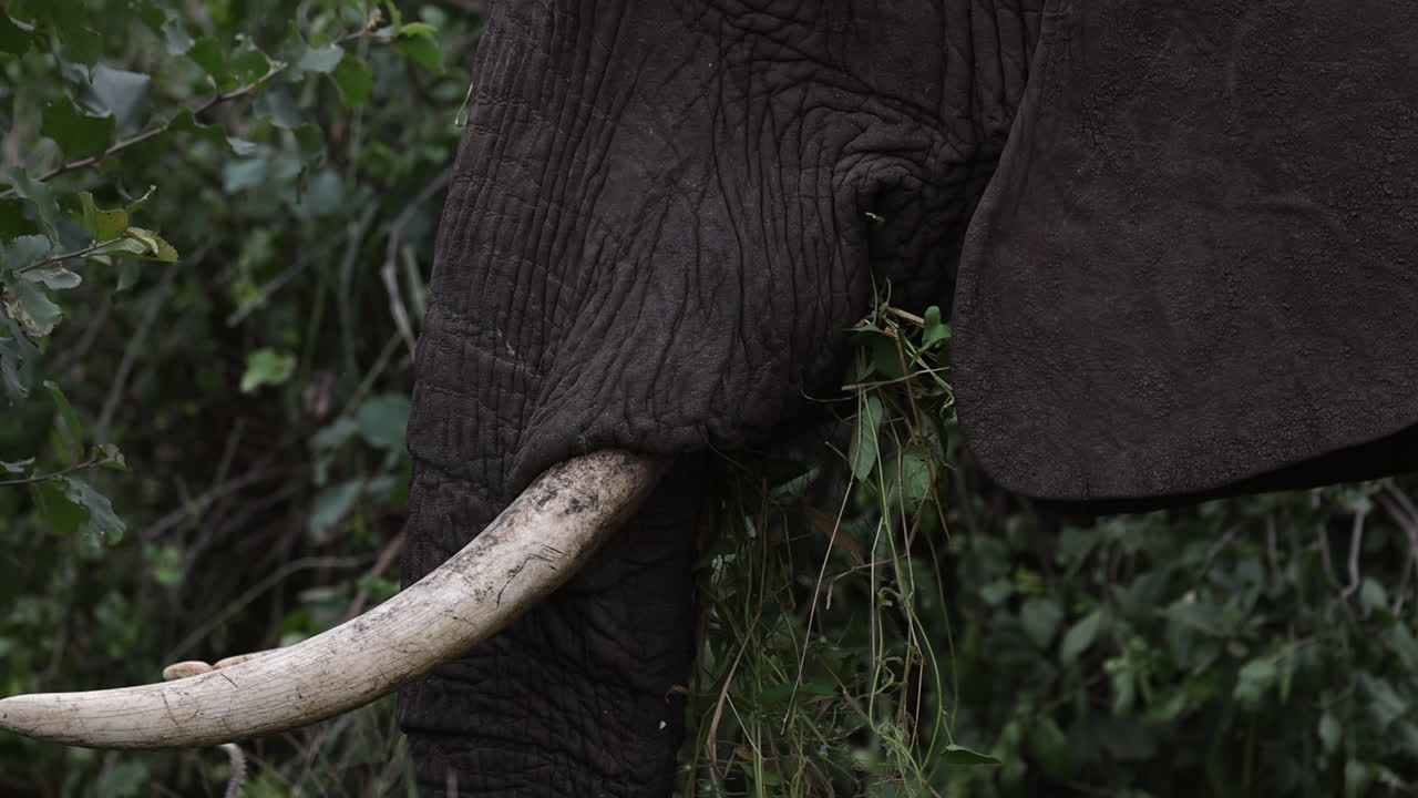 movimiento lento de un elefante con colmillos comiendo hojas en tanzania, áfrica