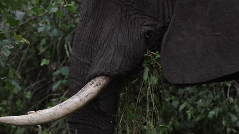 slow moving close up of elephant with tusks eating leaves in tanzania, africa