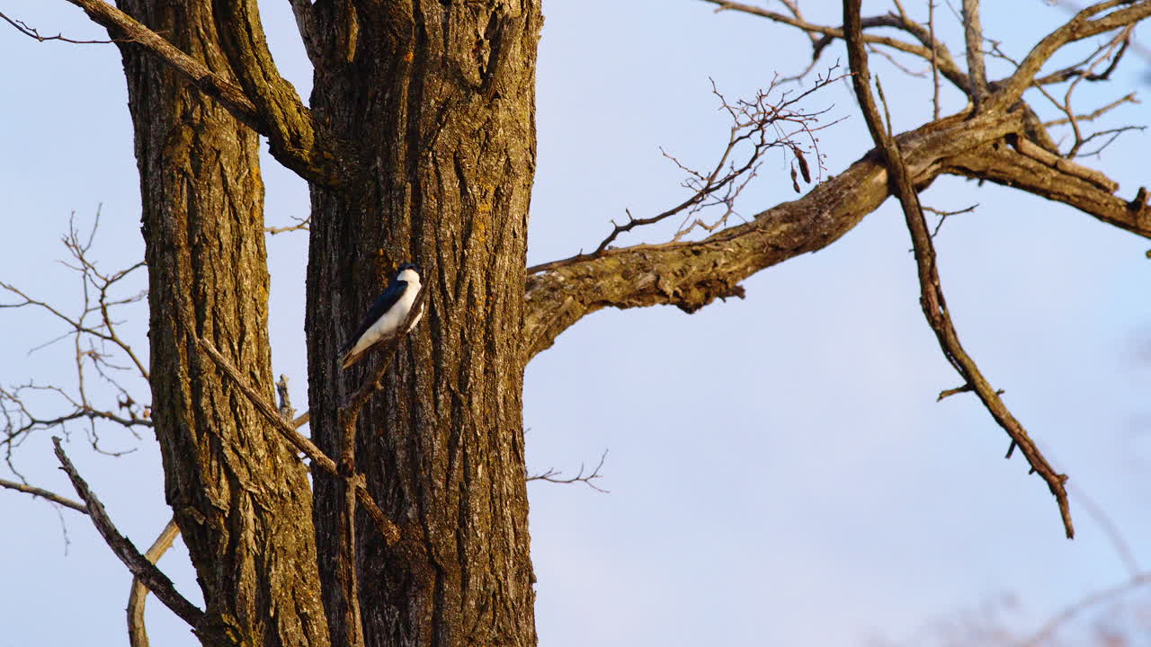 Purple martins dazzle in this elegant, slow-motion aerial performance.