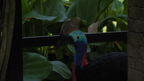 Retrato-De-Primer-Plano-De-Un-Ave-No-Voladora-Casuario-Del-Sur-En-El-Parque-De-Aves-De-Bali