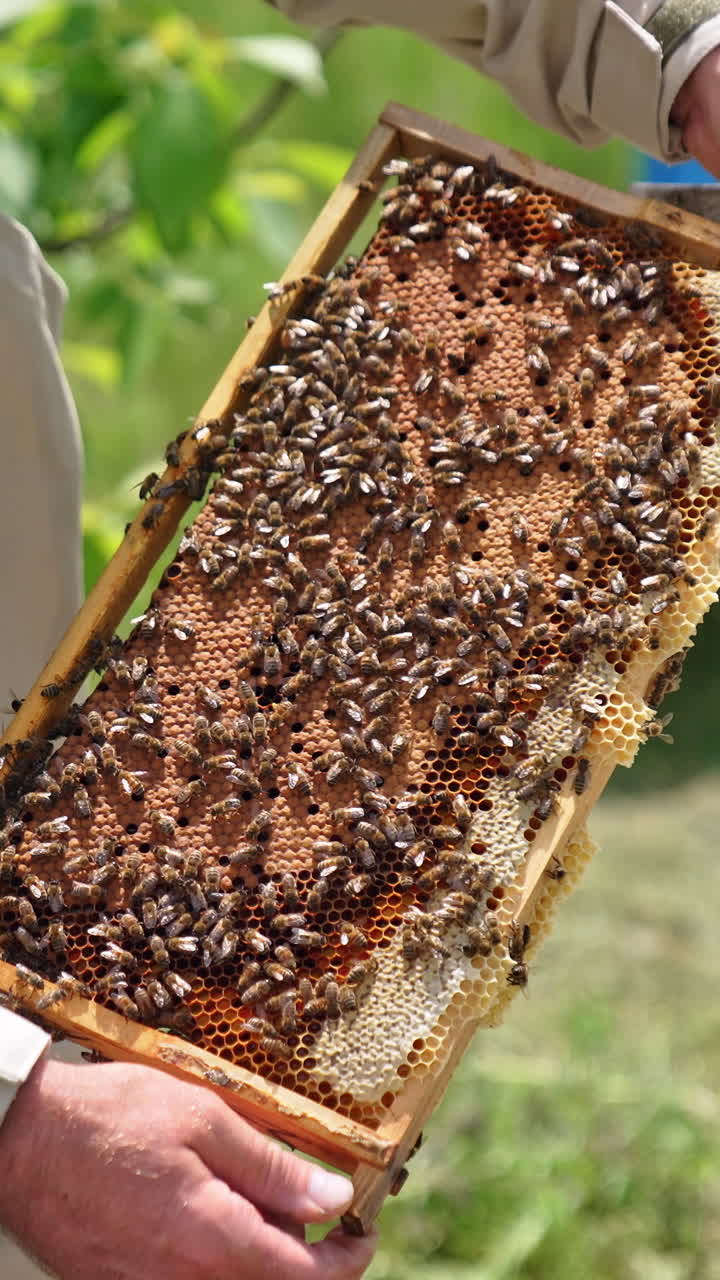 Honeycomb with bee bread
