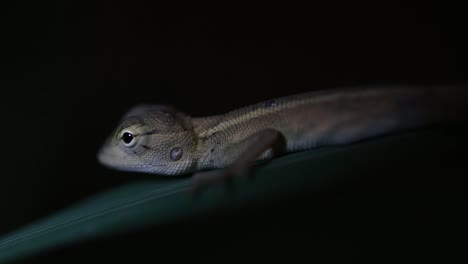 The-Oriental-Garden-Lizard-is-also-called-the-Eastern-Garden-Lizard,-Bloodsucker-and-Changeable-Lizard