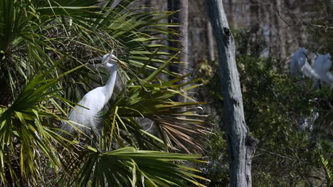 la gran garza blanca vuela con el material del nido en el pico