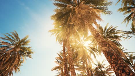 Palm-trees-at-sunset-light-and-sky