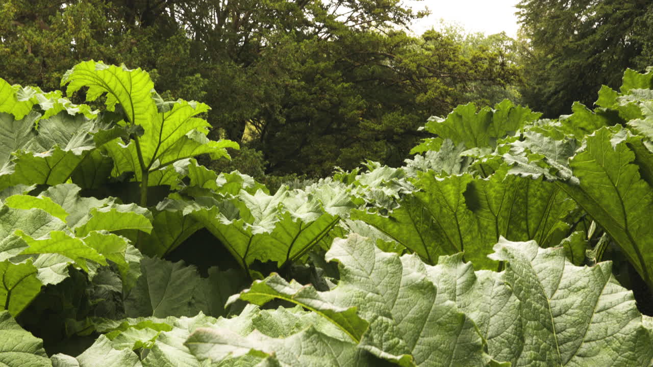 paisaje de plantas gunnera que crecen en el castillo y jardines de blarney en irlanda
