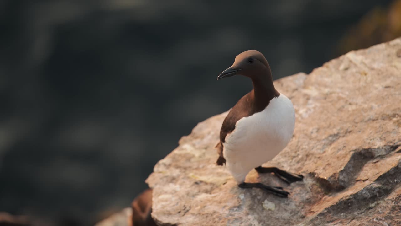 Guillemot Bird Close Up on Rocks at Sunset, Guillemots Seabirds Close Up Portrait in Orange Sunlight Sunset at Golden Hour on the Coast at Skomer Island in Wales, UK Birdlife and Birds