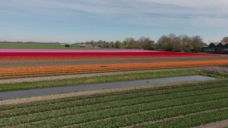 Low-aerial-of-beautiful-tulips-and-revealing-large-and-vast-flower-beds-in-the-Netherlands