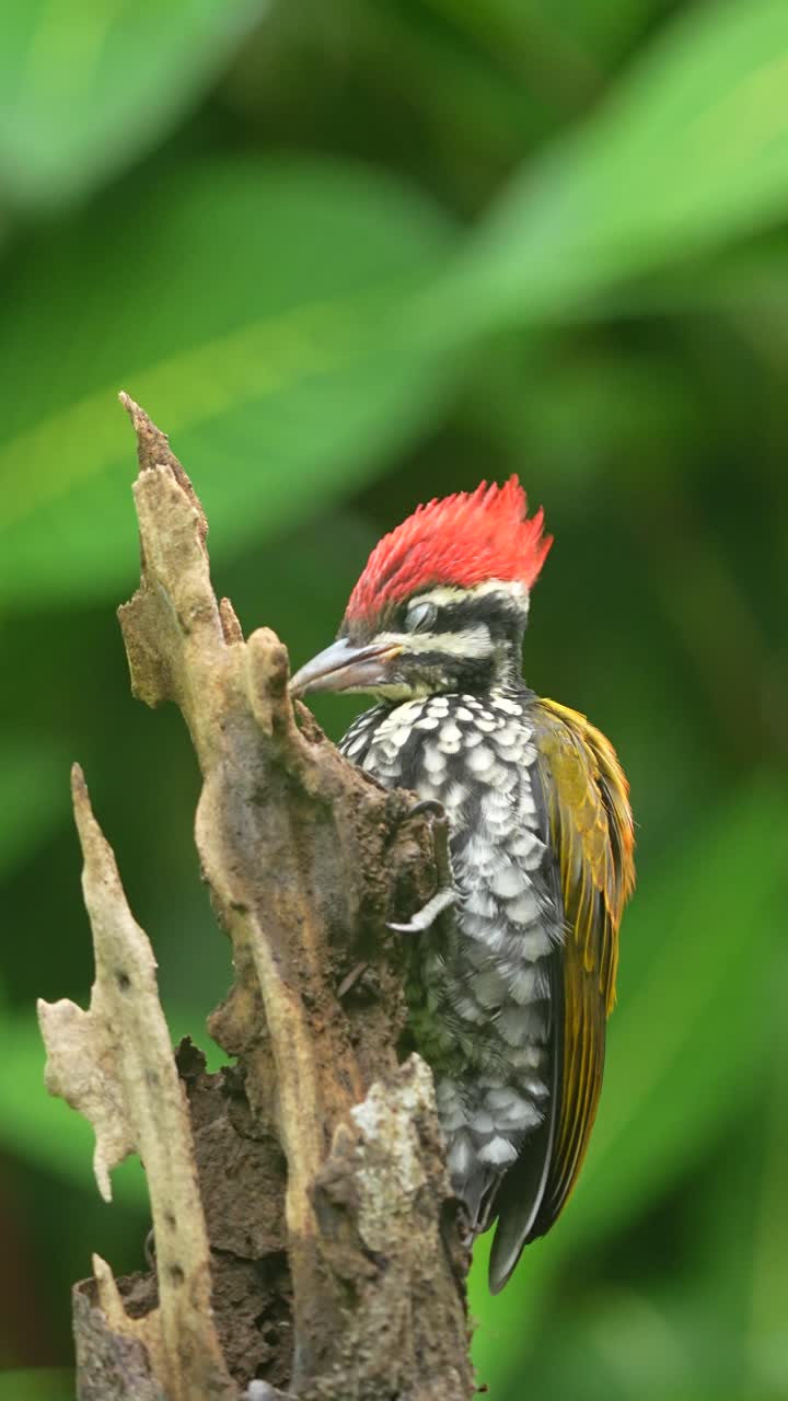 a young Common Flameback woodpecker perched on a gnarled, broken tree stump