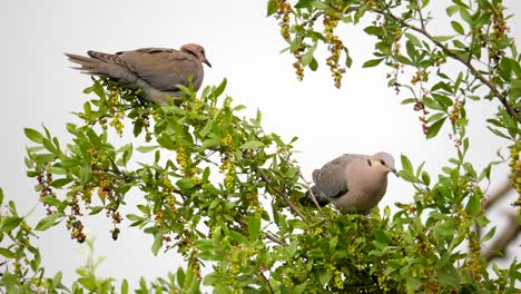 Un-Par-De-Encantadoras-Y-Seductoras-Palomas-De-Cuello-Anillado-Anidadas-En-Un-árbol-De-Searsia-Pyroides,-Iluminadas-Por-Un-Cielo-Gris