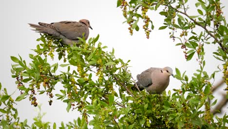 un par de encantadoras y seductoras palomas de cuello anillado anidadas en un árbol de searsia pyroides, iluminadas por un cielo gris
