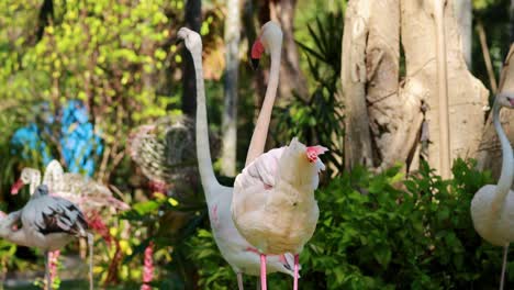 pink flamingos in a tropical garden