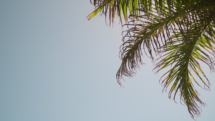 Summer Holiday Concept Looking Up At Palm Tree With Blue Sky And Clouds 5