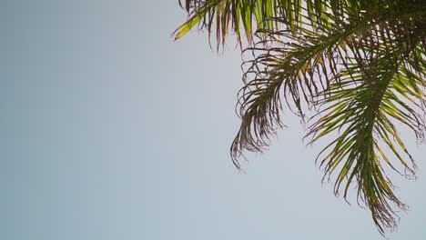 Sommerferienkonzept-Mit-Blick-Auf-Die-Palme-Mit-Blauem-Himmel-Und-Wolken-5