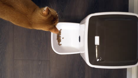 automatic pet feeder dispensing kibble as cat walks up to eat