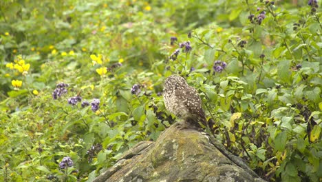 little owl perched on a rock with lichens surrounded by bushes with wonderful purple and yellow flowers in lima