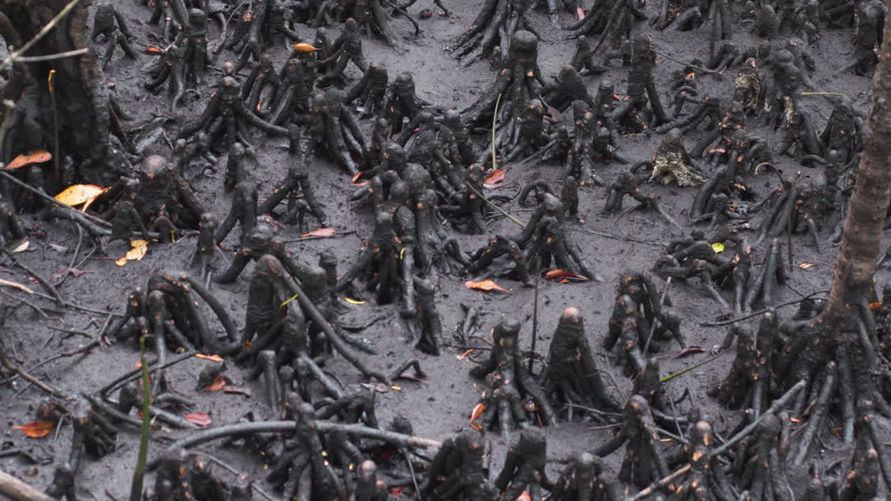 습한 진흙투성이 정글 토양에서 빽빽한 맹그로브 뿌리 덤불