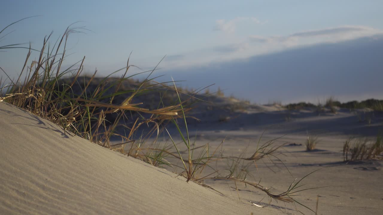 vegetación de playa que sopla en la brisa a lo largo de las dunas de arena