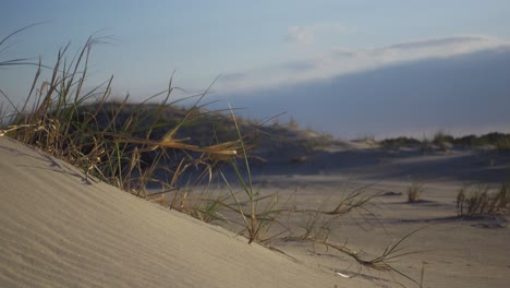 Vegetación-De-Playa-Que-Sopla-En-La-Brisa-A-Lo-Largo-De-Las-Dunas-De-Arena