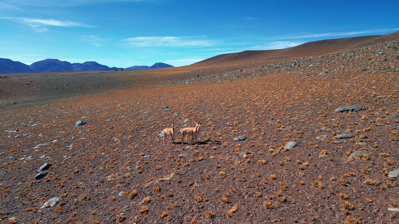Slow forward flight approaching two wild vicuñas standing on a vast high altitude Atacama plateau with arid grassland rocky volcanic mountains and clear blue sky. San Pedro de Atacama, Chile