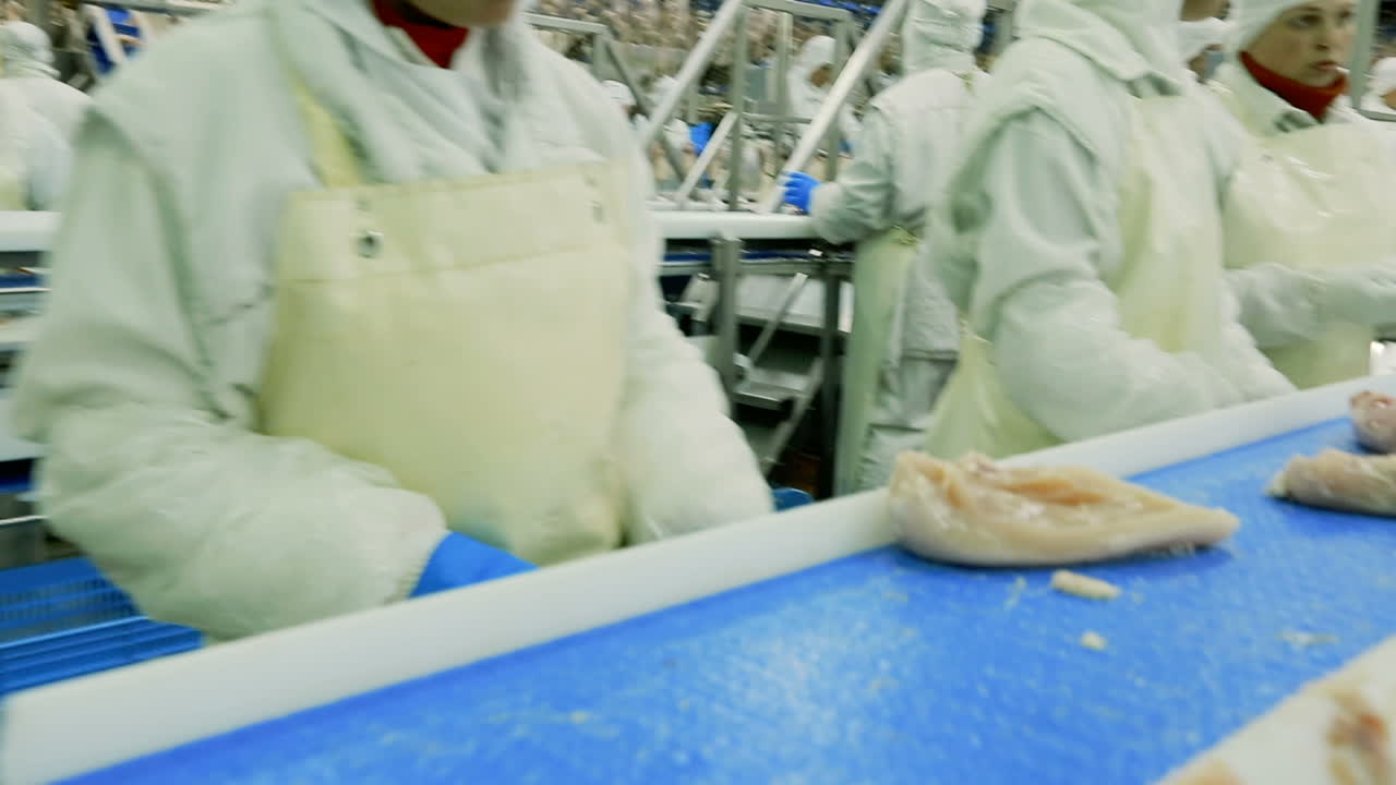 Production of chicken meat. VINNITSA, UKRAINE SEPTEMBER 2017: Continuous conveyor of chickens meat in factory