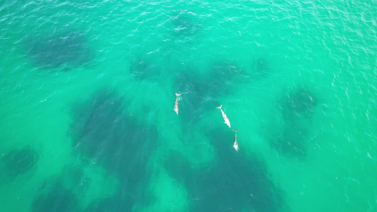 카바리타 해변, 트위드 시어, 보건가르, 북부 강, 뉴 사우스 웨일스, 오스트레일리아에서 놀고 있는 바 ⁇ 어리 돌고래