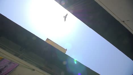 águila volando sobre el callejón