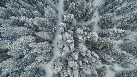 Top-Down-Drohne-Luftaufnahme-Des-Menschen-Splitboarding-Allein-Durch-Schneebedeckte-Felsige-Berge-Alpine-Waldkiefern-Mit-Leichtem-Schneefall