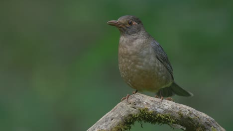 female of a eurasian black bird sits on a branch with lichen and sings during late evening in the western ghats jungle in india around maharashtra