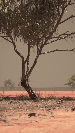Lone Tree in the Australian Outback