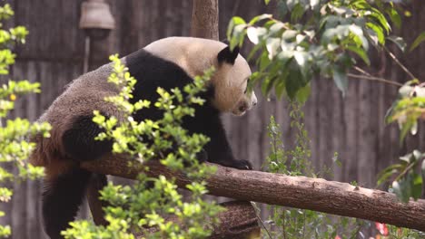 chengdu research base , china study for science research and conservation black and white giant panda breeding playing tin garden