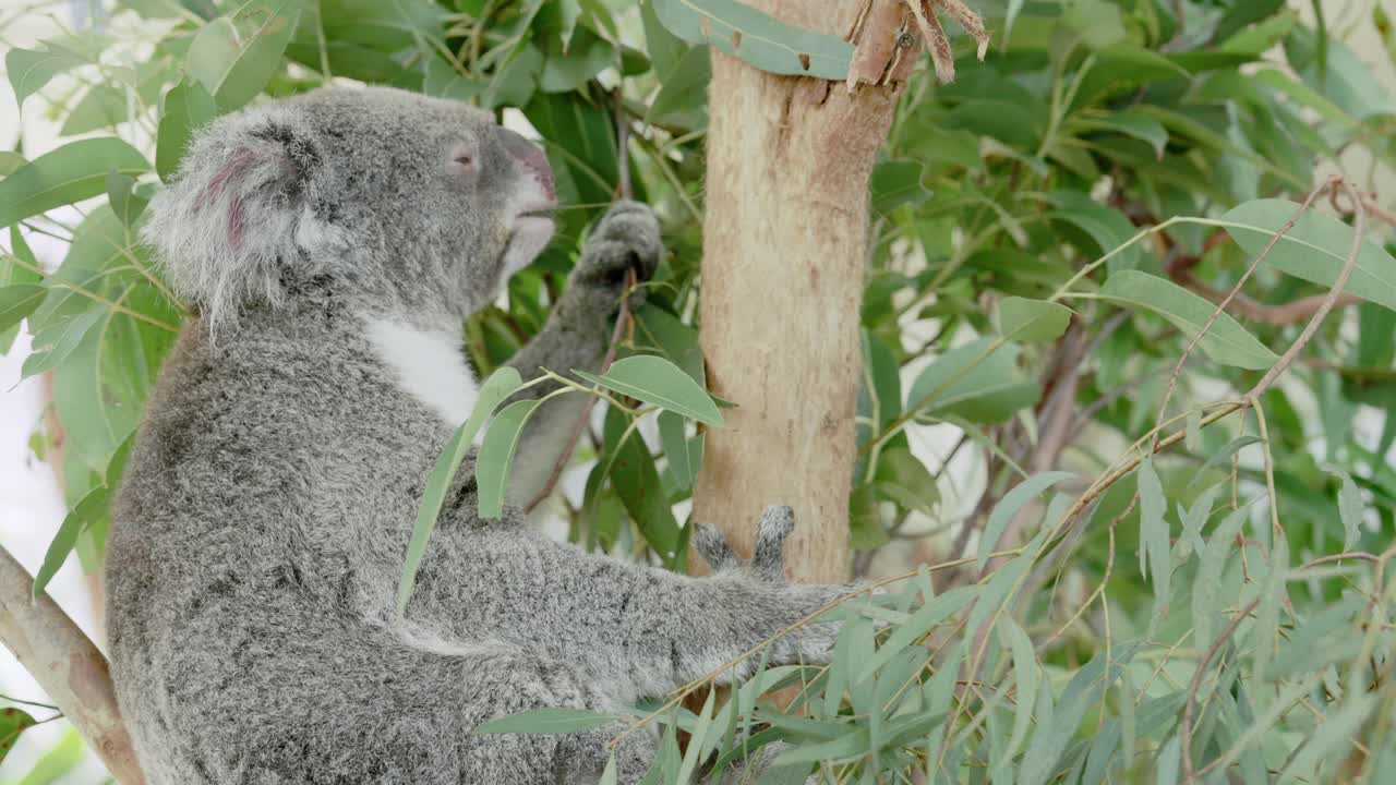 un koala esponjoso anidado en el dosel de eucalipto de la selva australiana, profundamente absorto en saborear cada hoja con gracia y precisión, concentrado mientras come