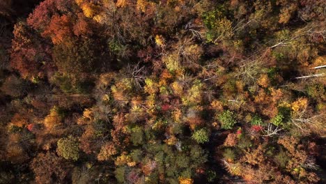 Dron,-Antena,-Ojo-De-Pájaro-De-Arriba-Hacia-Abajo-De-Derecha-A-Izquierda-Sobre-La-Parte-Superior-De-Un-Otoño-Vibrante,-árboles-De-Colores-Otoñales,-Que-Termina-Con-El-Río-Rivanna-Entrando-En-El-Marco