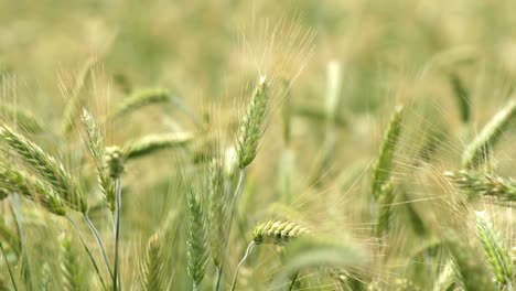 detailed close up of wheat ears blowing in strong winds