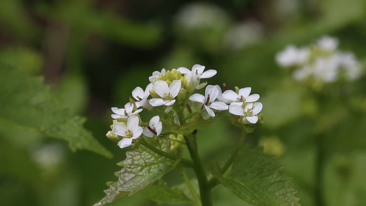 la mostaza de ajo, alliaria petiolata, en flor. primavera. reino unido
