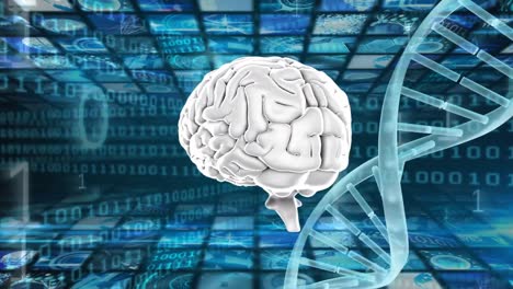 cerebro y doble hélice