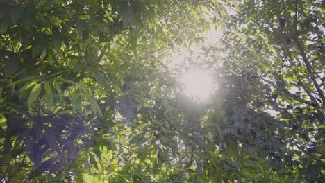 city garden park travel sunny sun light bright blue sky leaves bushes trees fences reveal green flare flares portugal lisbon slow motion traveling shot